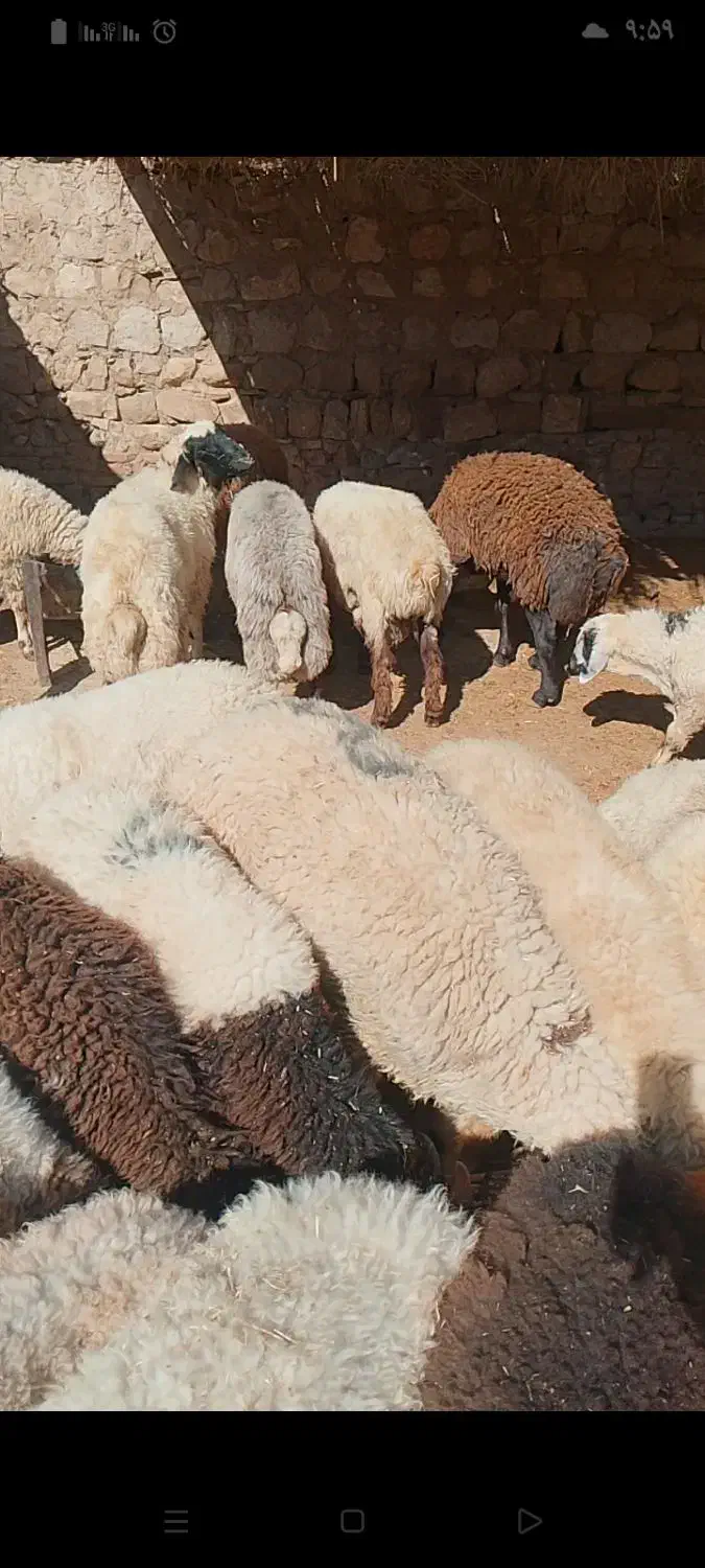 بره پرواری|حیوانات مزرعه|درب گنبد, |دیوار