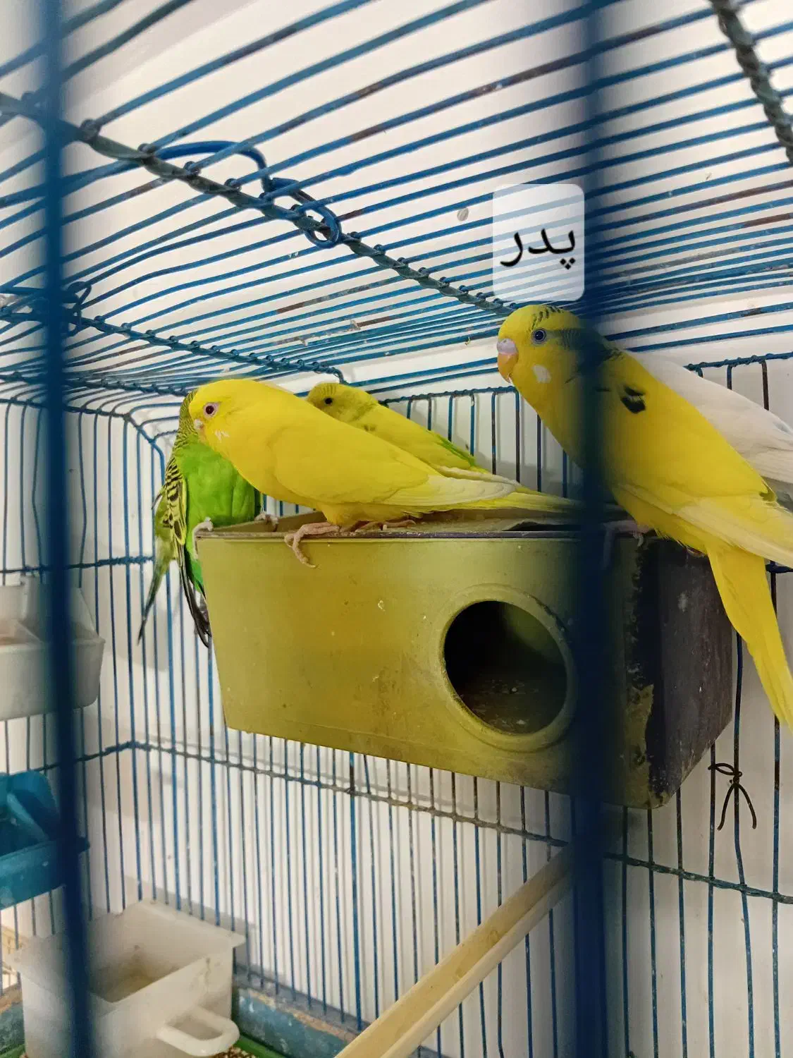 مرغ عشق|پرنده|محمدشهر, محمدشهر|دیوار