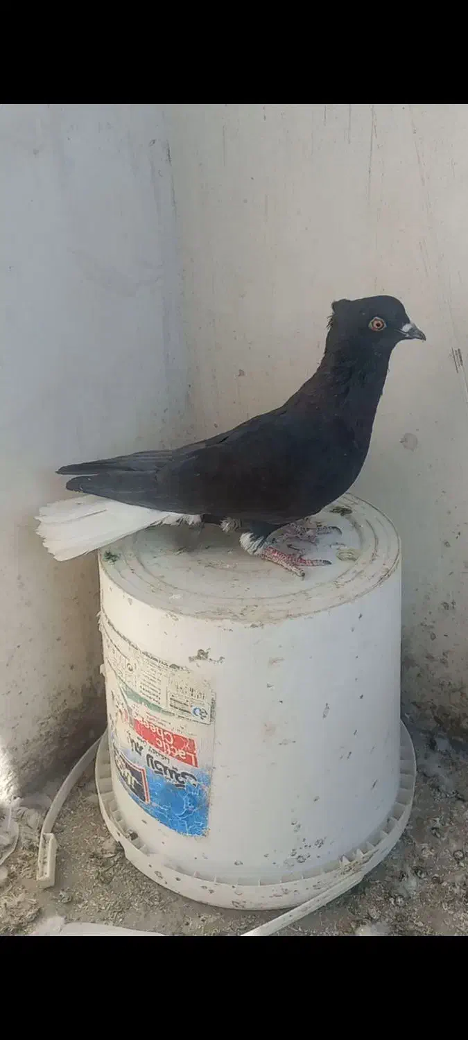 کبوتردمسفیدماده|پرنده|تاکستان, |دیوار