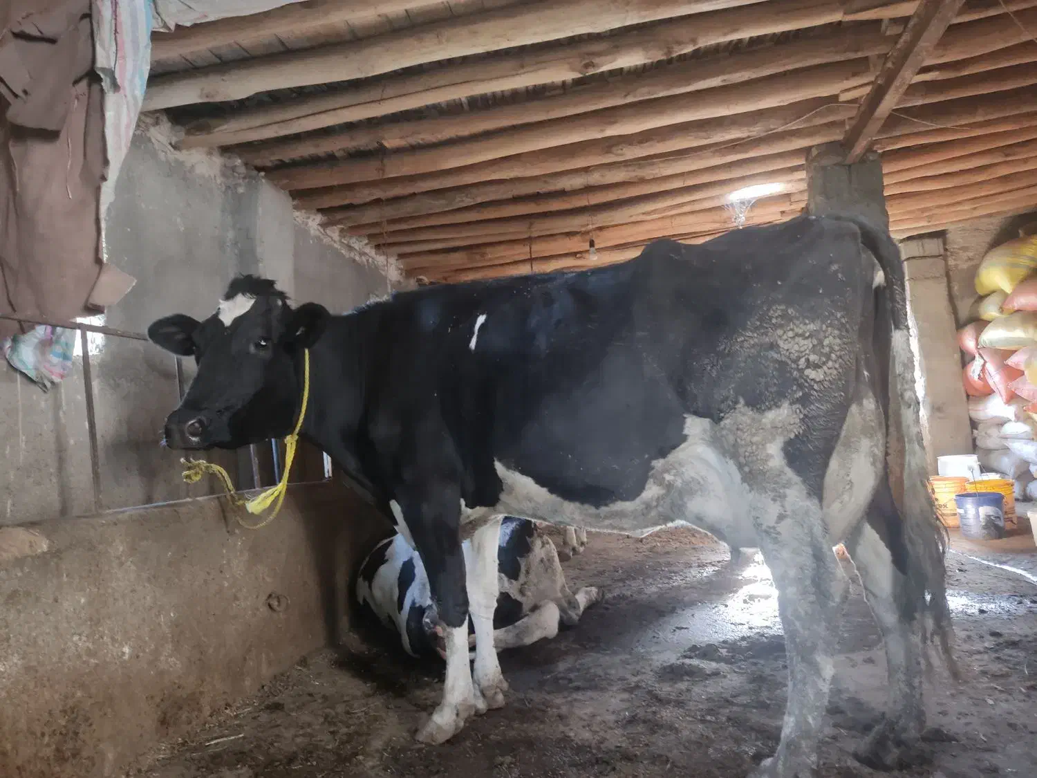 فروش گاو|حیوانات مزرعه|خوی, |دیوار