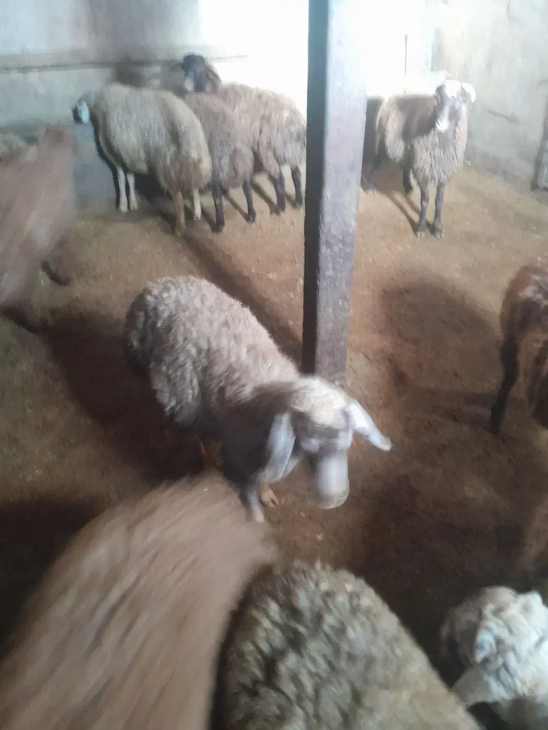 بره نر|حیوانات مزرعه|دهگلان, |دیوار