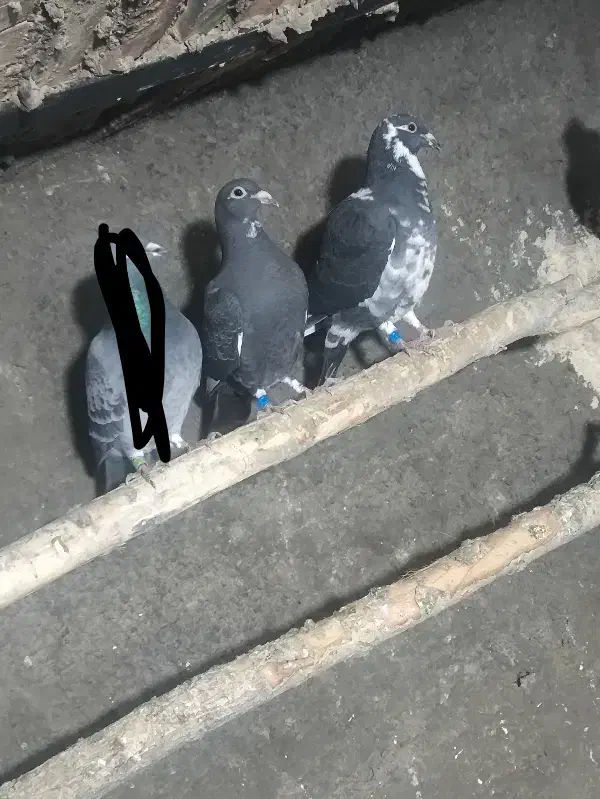 کبوتر گمشده|حیوانات|سنندج, |دیوار