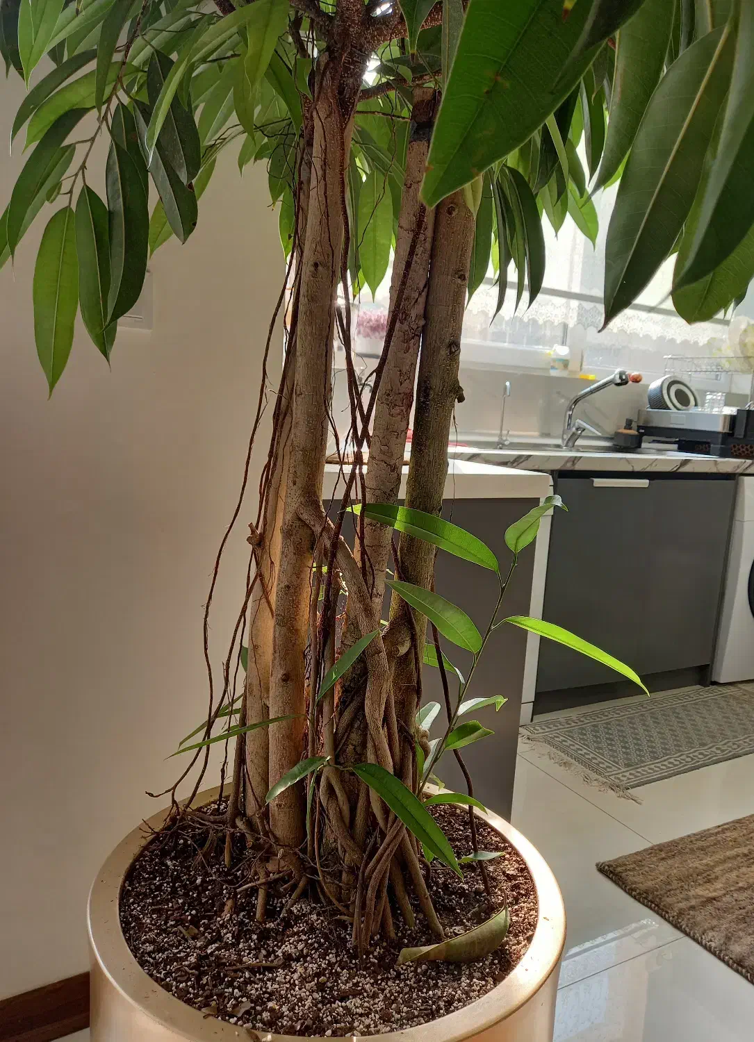 فروش درختچه آمستل سه تنه‌ای|گل و گیاه طبیعی|تهران, شارق|دیوار