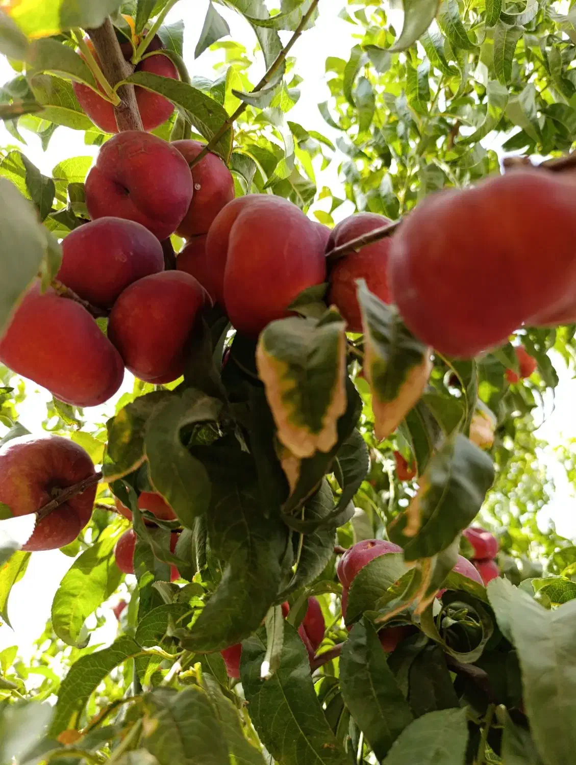 نهال چهار ساله|گل و گیاه طبیعی|رباط‌کریم, حصار مهتر|دیوار