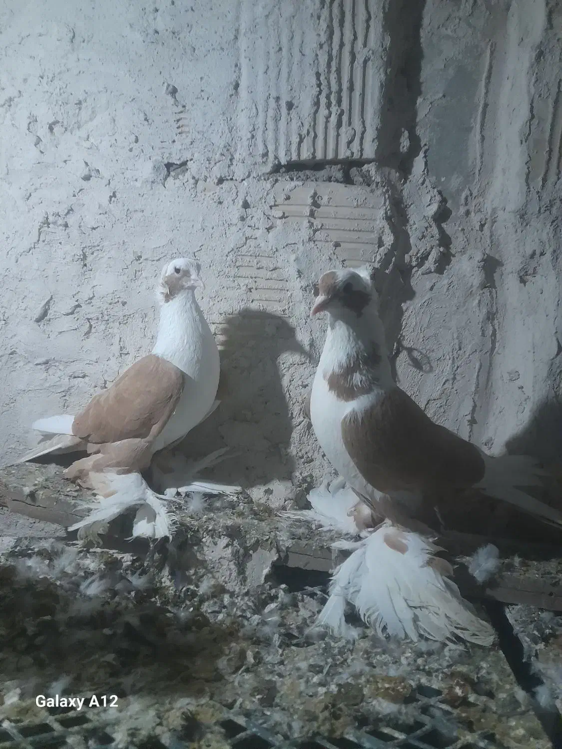 کفتر|پرنده|تبریز, |دیوار