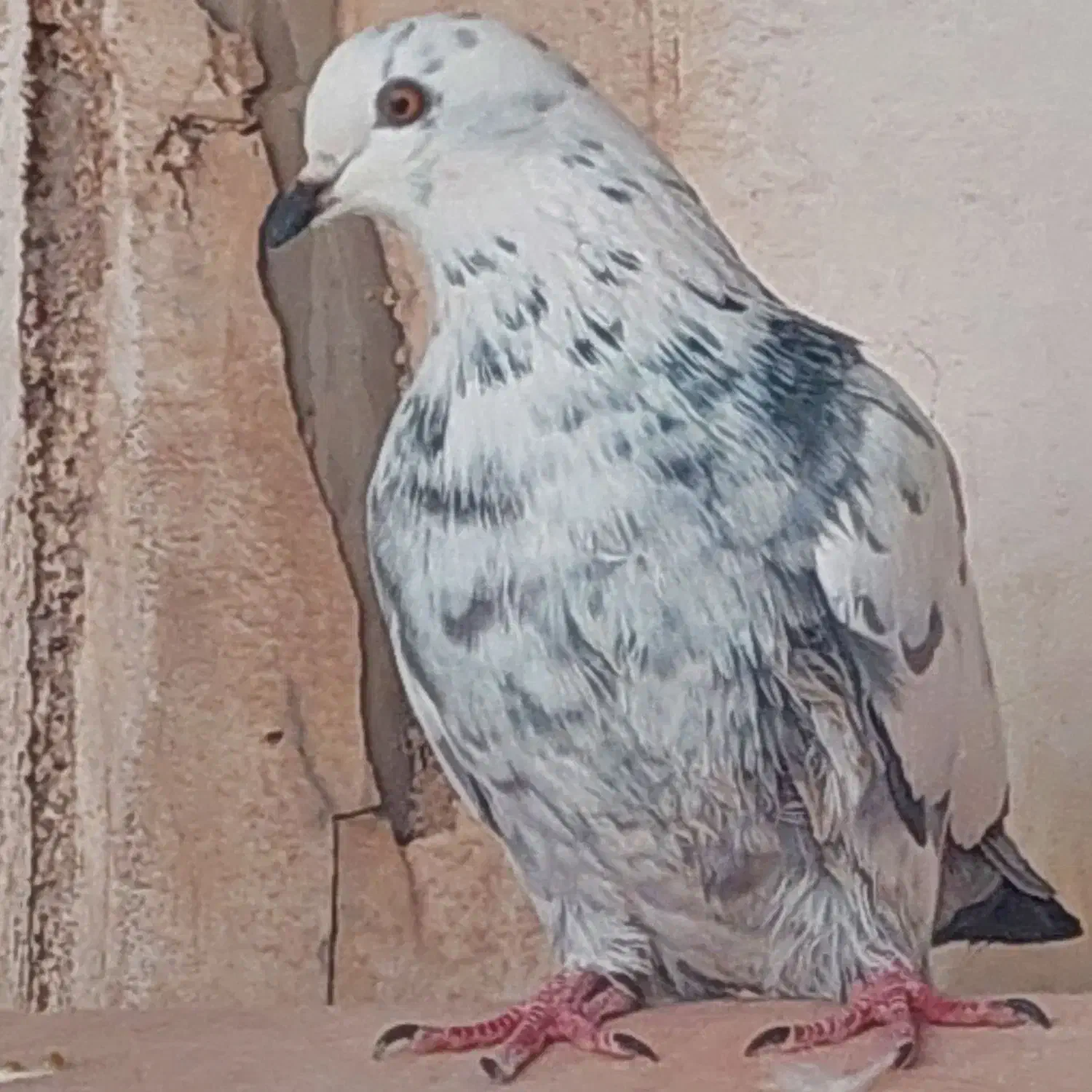 کبوتر پرشی بازی دار|پرنده|اردکان, |دیوار