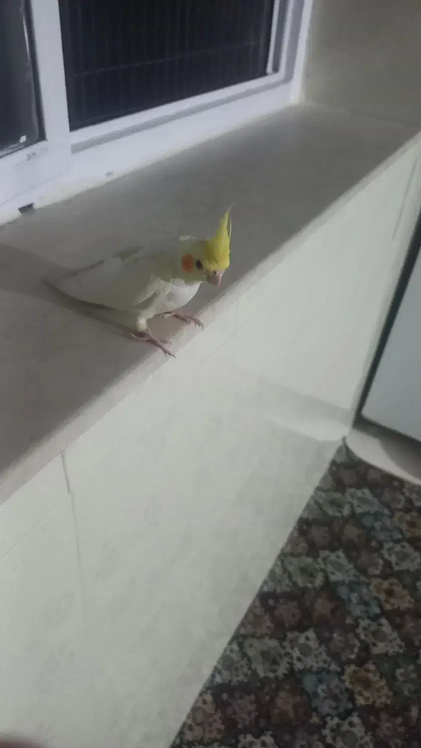 ۳عددعروس هلندی آرام با وسایل و۲عددغفس بزرگ وکوچیک|پرنده|ایثار, |دیوار