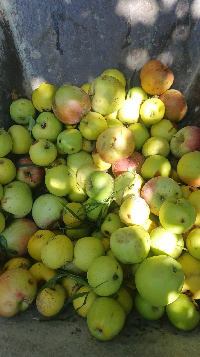 سیب‌‌|خوردنی و آشامیدنی|بجنورد, |دیوار