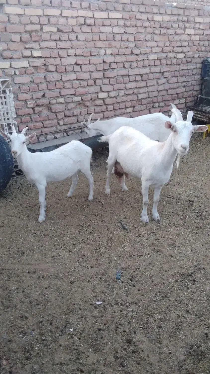 بز سانن|حیوانات مزرعه|بیرجند, |دیوار