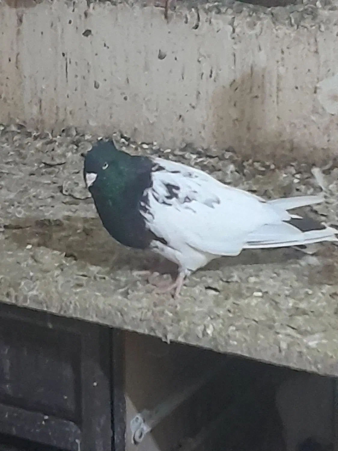 کبوتر فروشی|پرنده|اهواز, زیتون کارمندی|دیوار