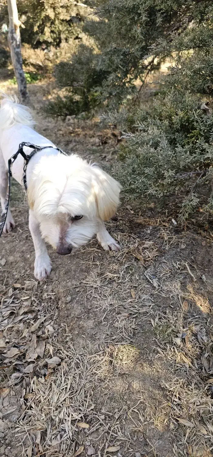 سگ شیتزو سه ساله|سگ|تهران, آشتیانی|دیوار