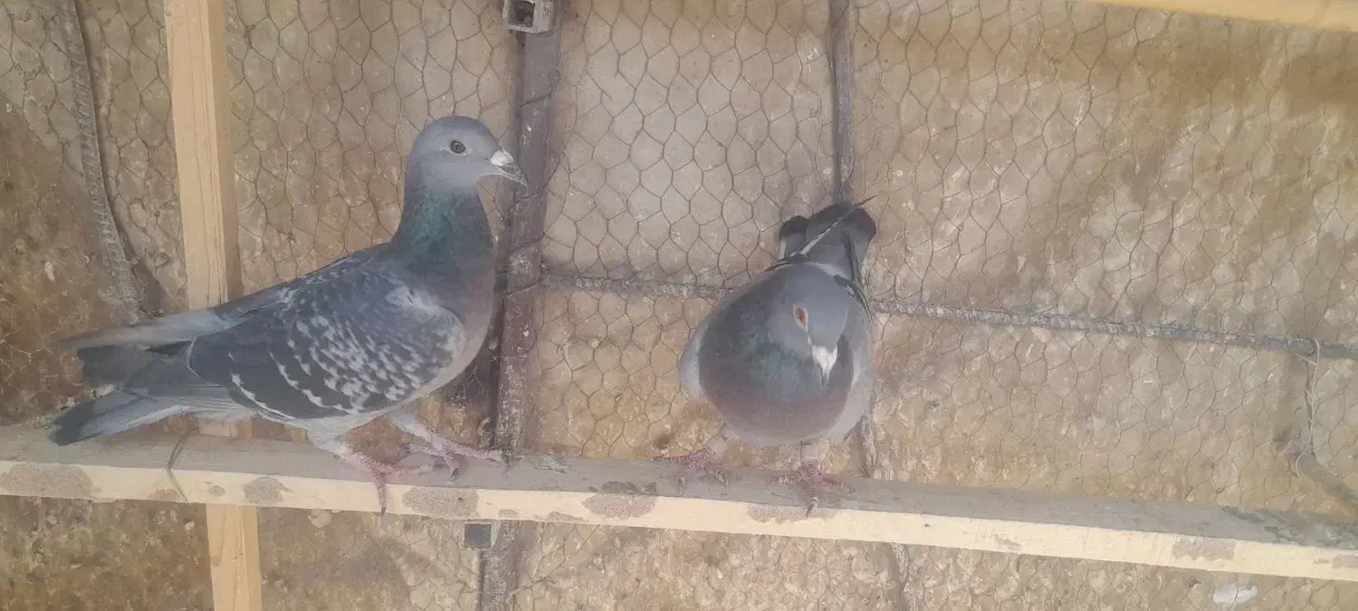 کفتر شهرستانی پلاکی حمال|پرنده|تهران, شهران شمالی|دیوار