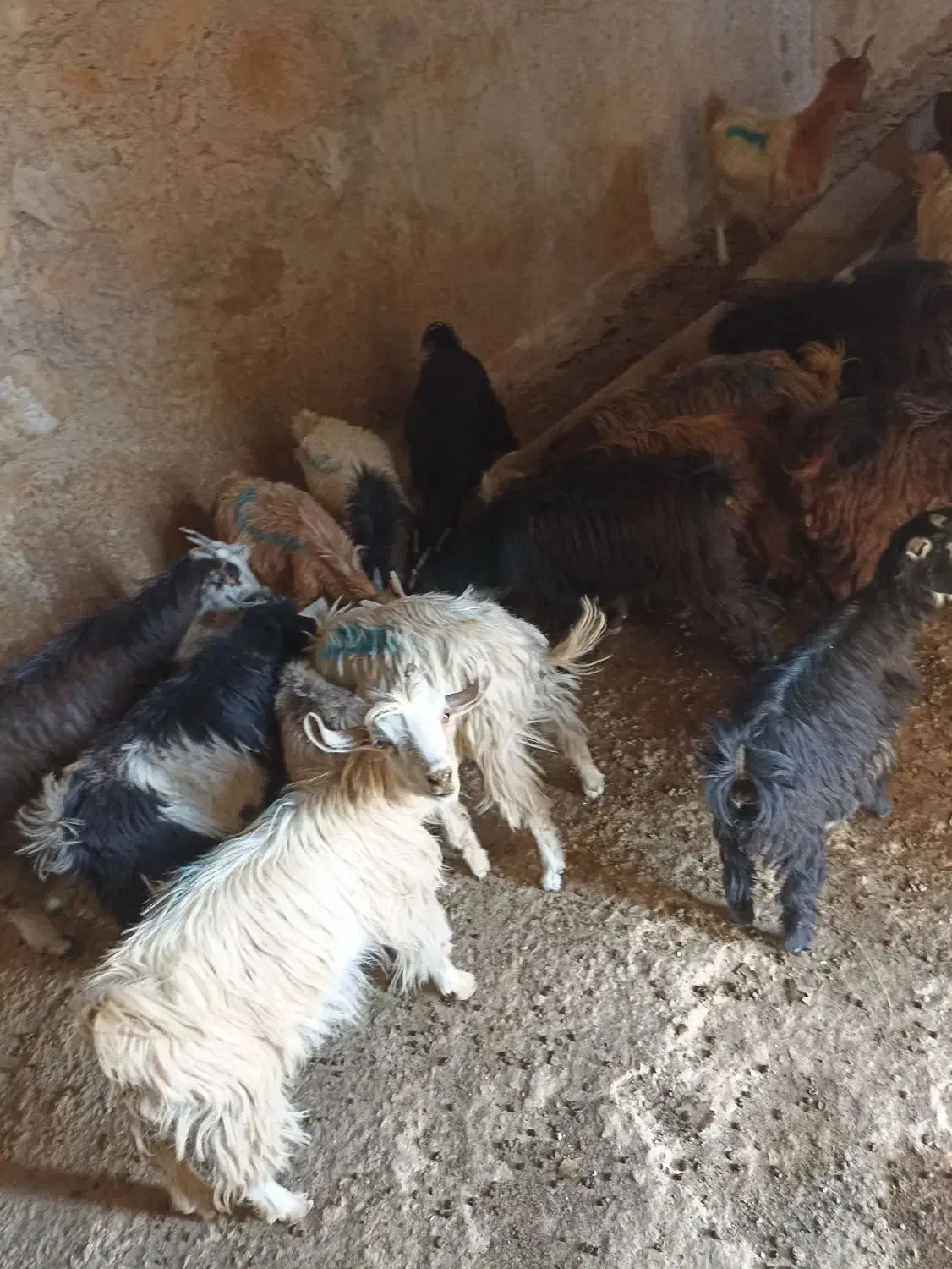 بیست راس کهره|حیوانات مزرعه|لنده, |دیوار