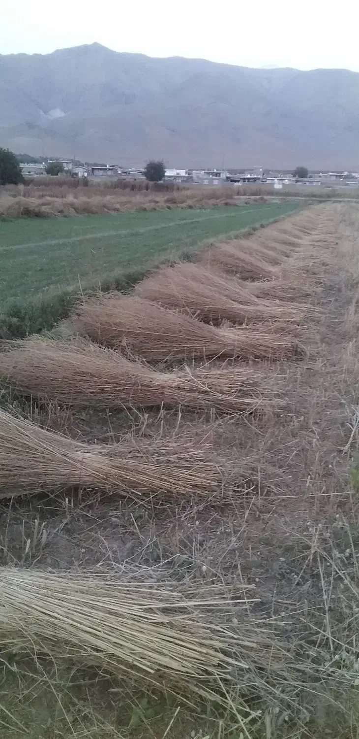 جارو|لوازم نظافت|نهاوند, |دیوار