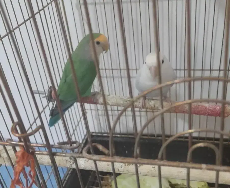 کوتوله مولد با چهارتخم مرغ عشق کمیاب بنفش فنچ|پرنده|تبریز, |دیوار