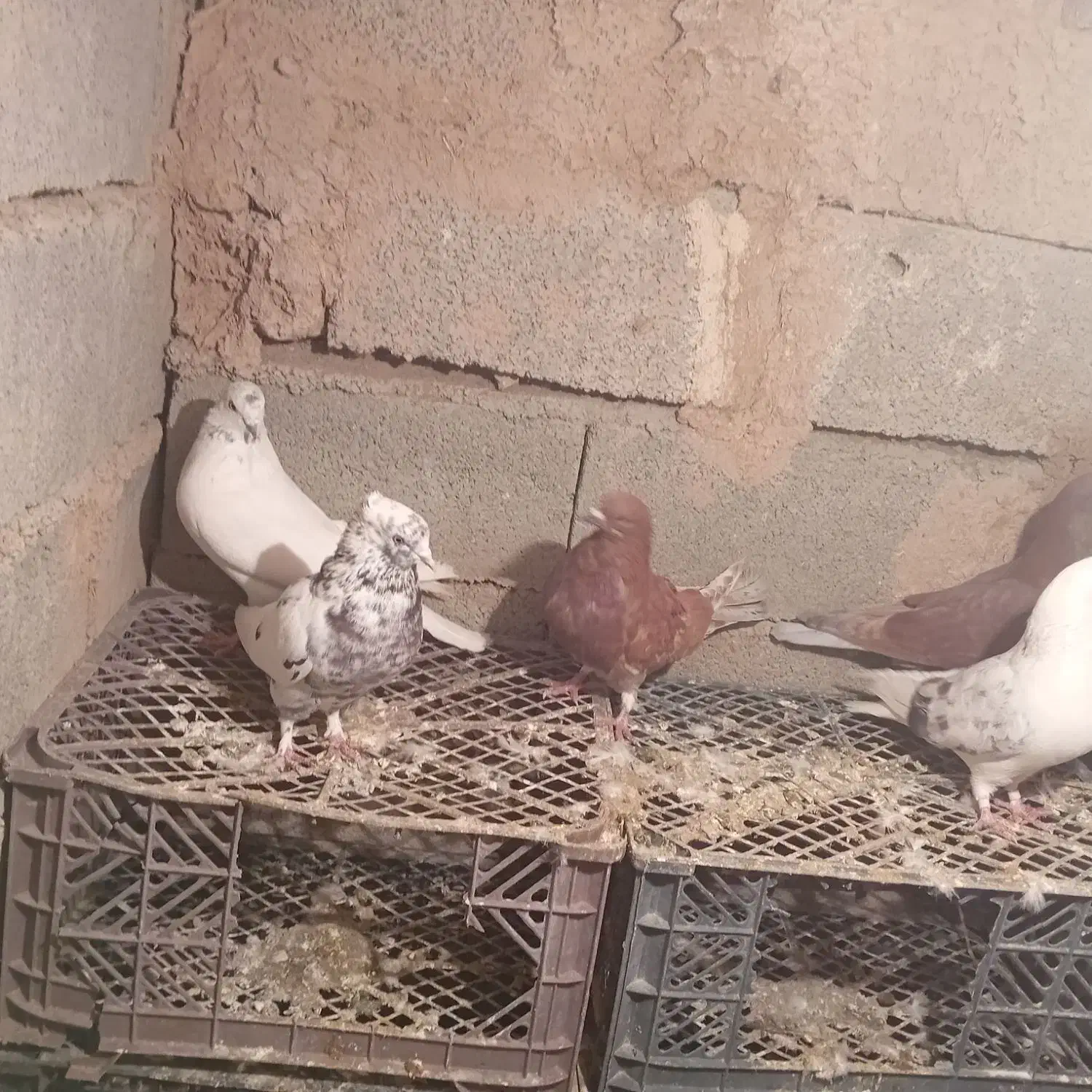 کبوتر|پرنده|شاهین دژ, |دیوار