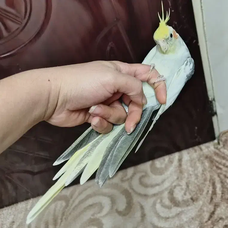 عروس هلندی|پرنده|ملایر, |دیوار