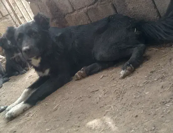 سگ گله|سگ|قهدریجان, |دیوار