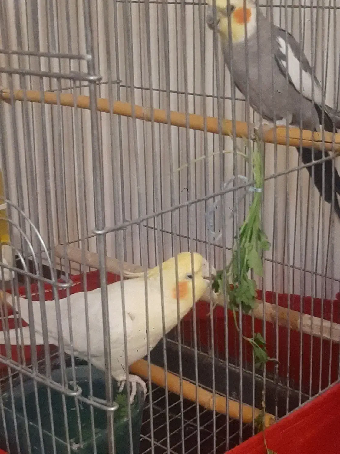 عروس هلندی نر بالغ و مست|پرنده|ملارد, |دیوار