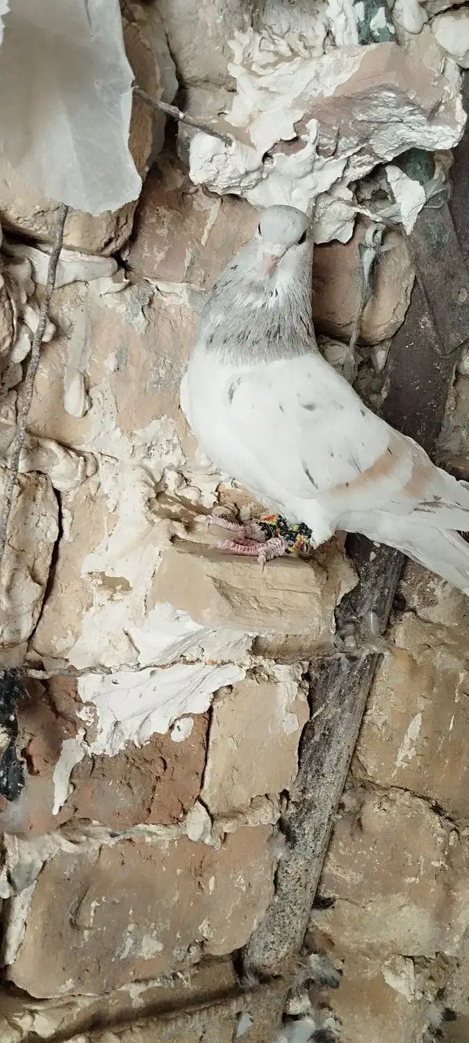 کبوتر چپ|پرنده|زهک, |دیوار