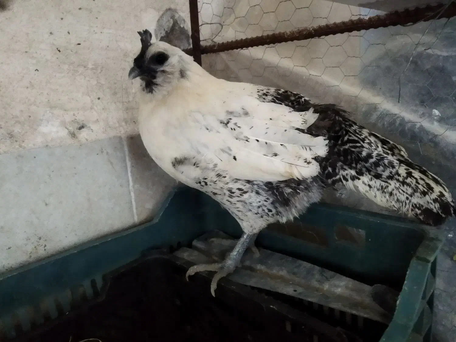 جوجه و تخم مرغ آبی و سبز (لاکنزی و امرکانا)|حیوانات مزرعه|قائمشهر, |دیوار