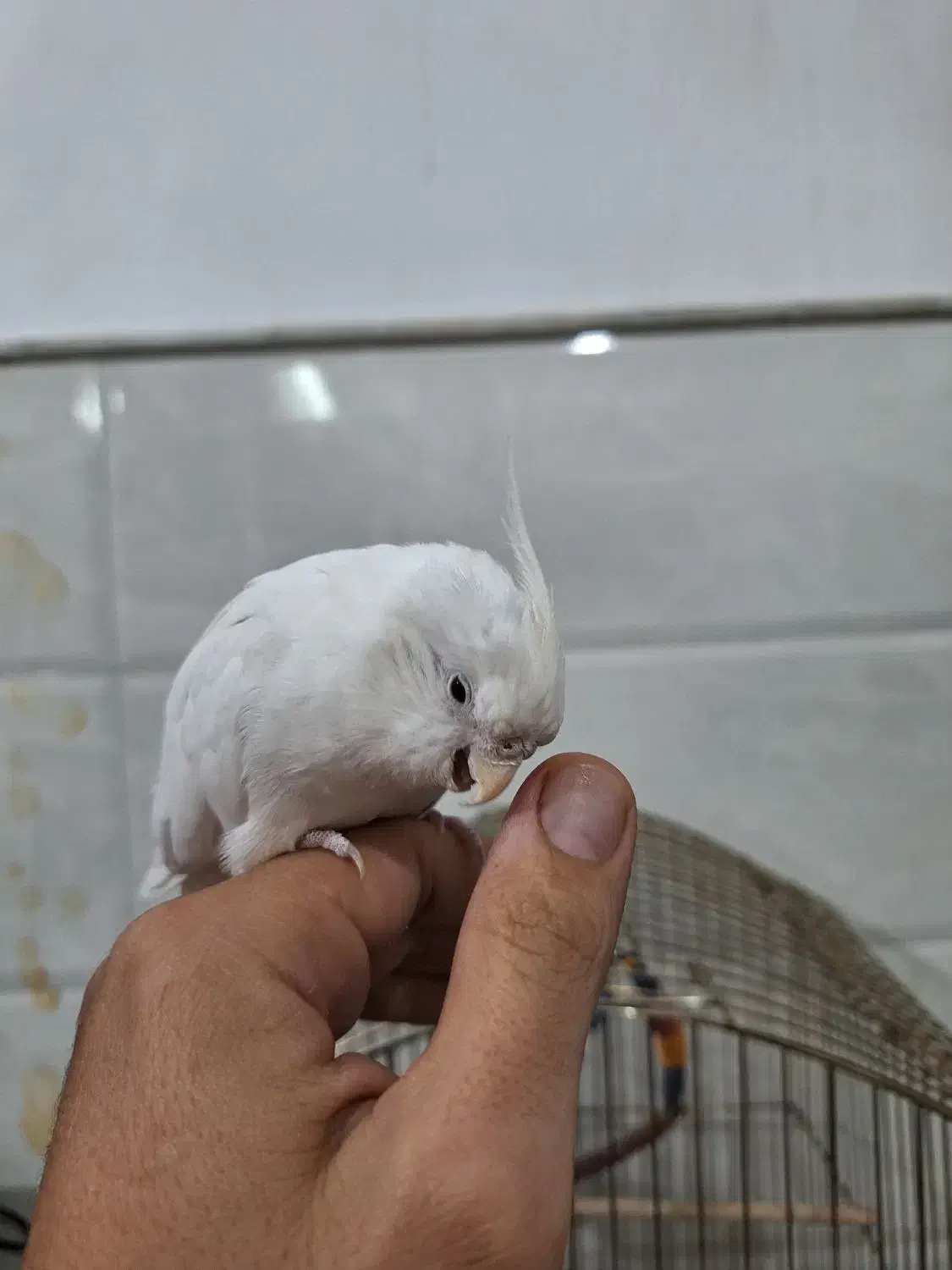 عروس هلندی سخنگو|پرنده|قم, سید معصوم|دیوار