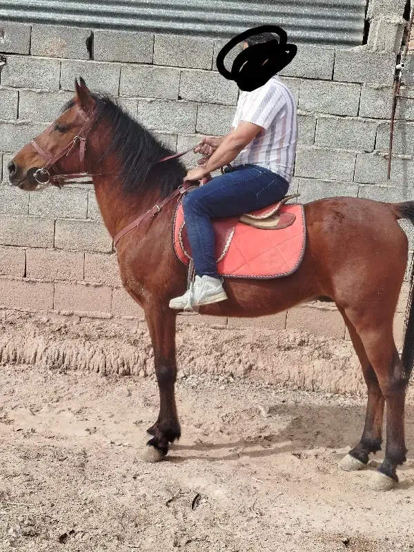 اسب نریون|اسب و تجهیزات اسبسواری|زرند, |دیوار