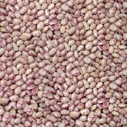 لوبیا چیتی کیلویی ۳۰۰تومن|خوردنی و آشامیدنی|آستارا, |دیوار