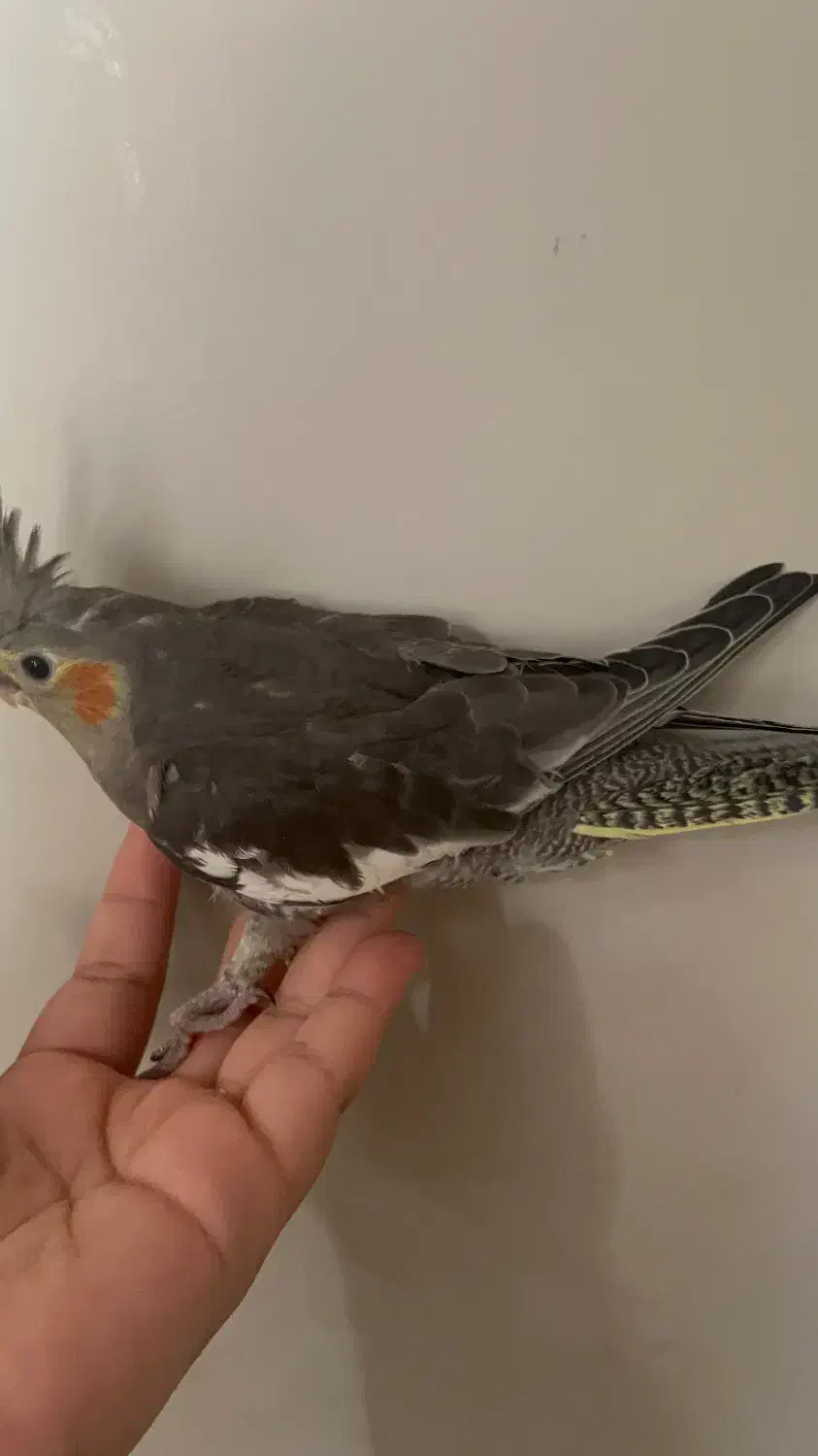 هلندی|پرنده|یزد, |دیوار