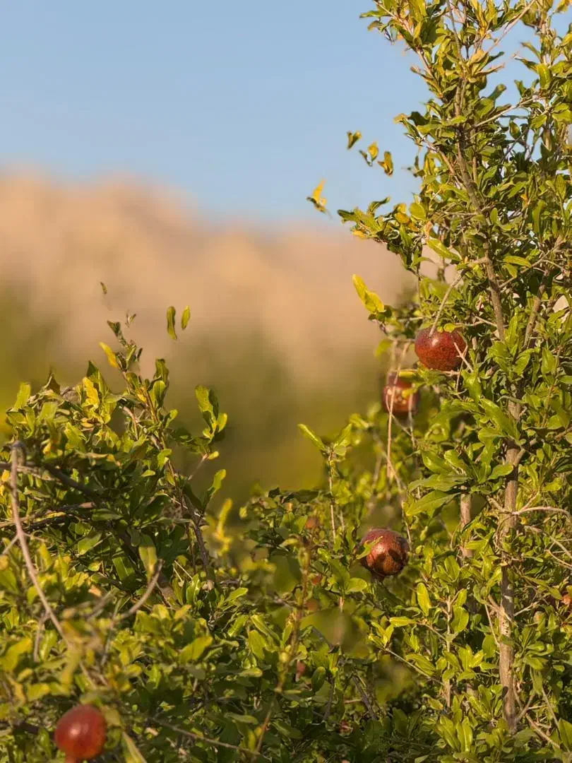 ۱۰۰۰ متر باغ آبگویه|فروش زمین و ملک کلنگی|جنت, |دیوار