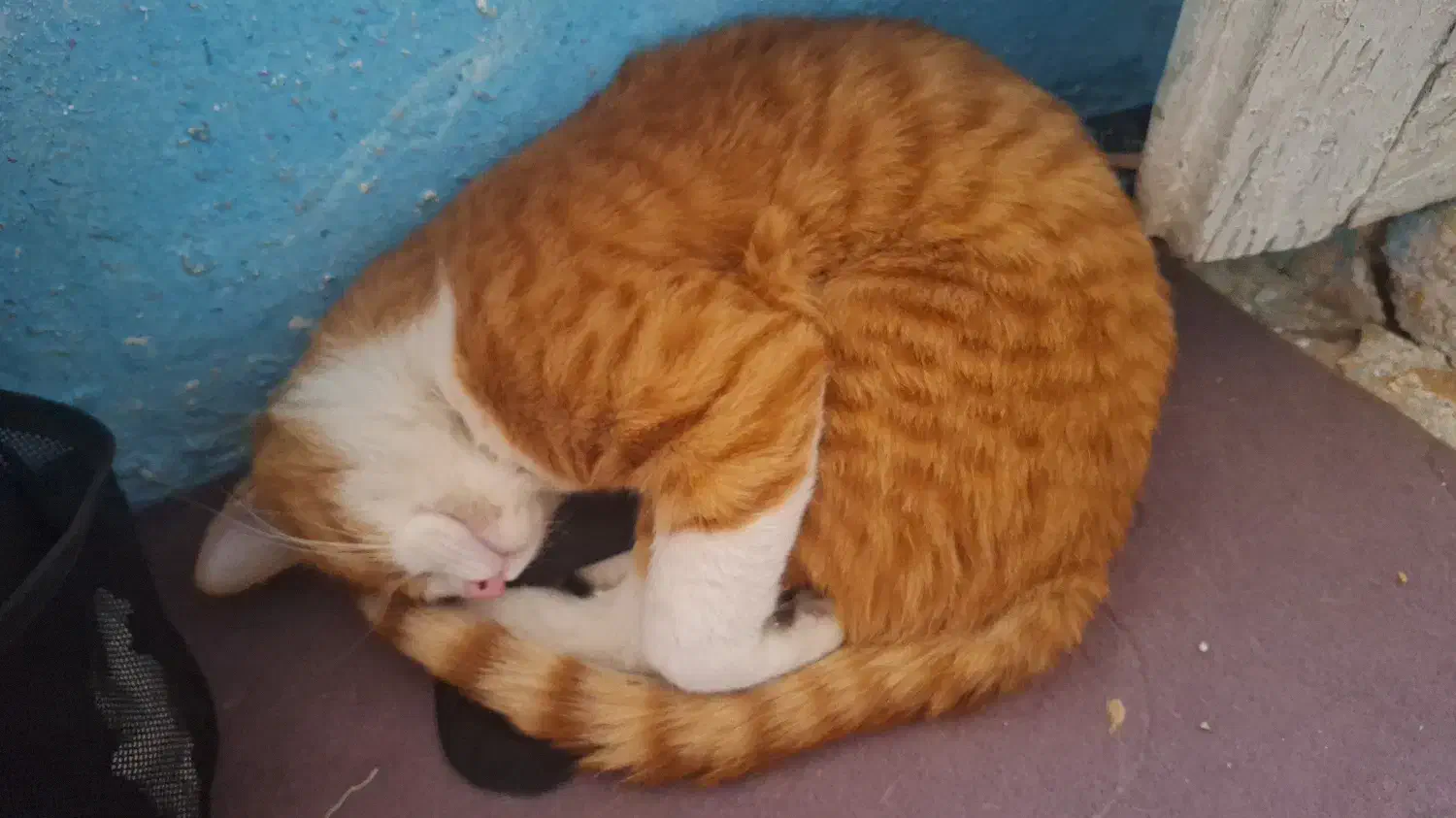 واگذاری|گربه|شیراز, گود عربان|دیوار