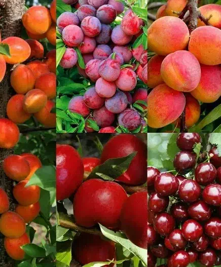 فروش نهالهای میوه|حراج|گنبد کاووس, |دیوار