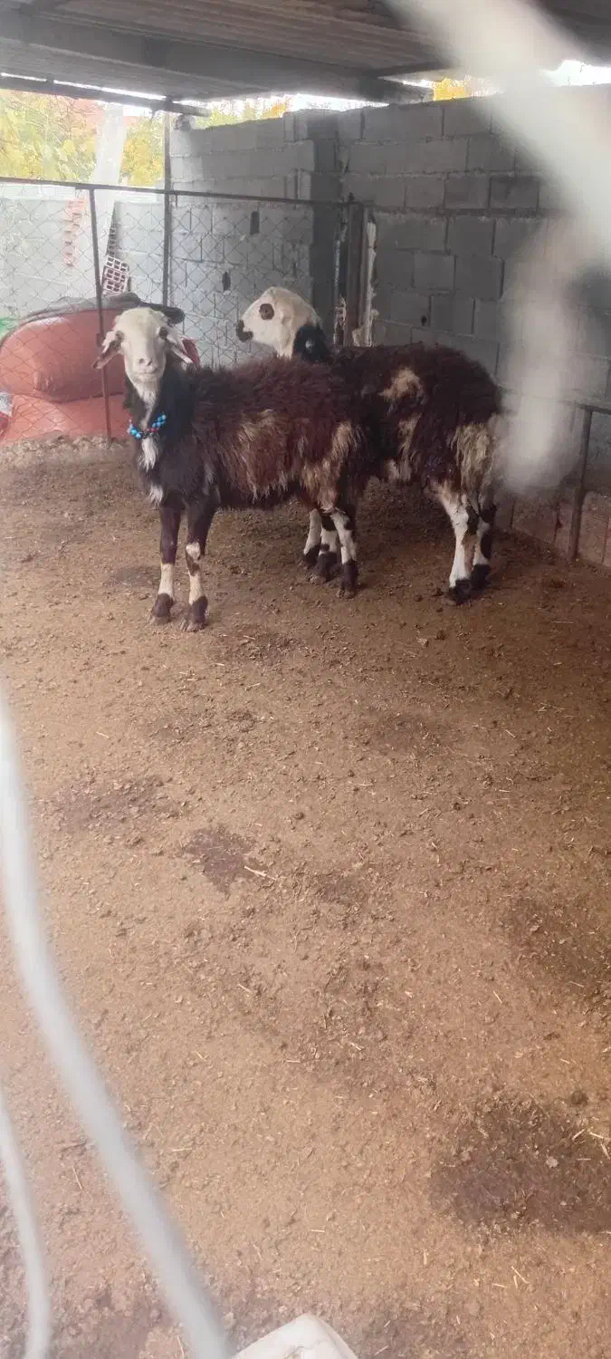 دو عدد بره قوچ پلنگی بروجردی اصل|حیوانات مزرعه|نکا, |دیوار