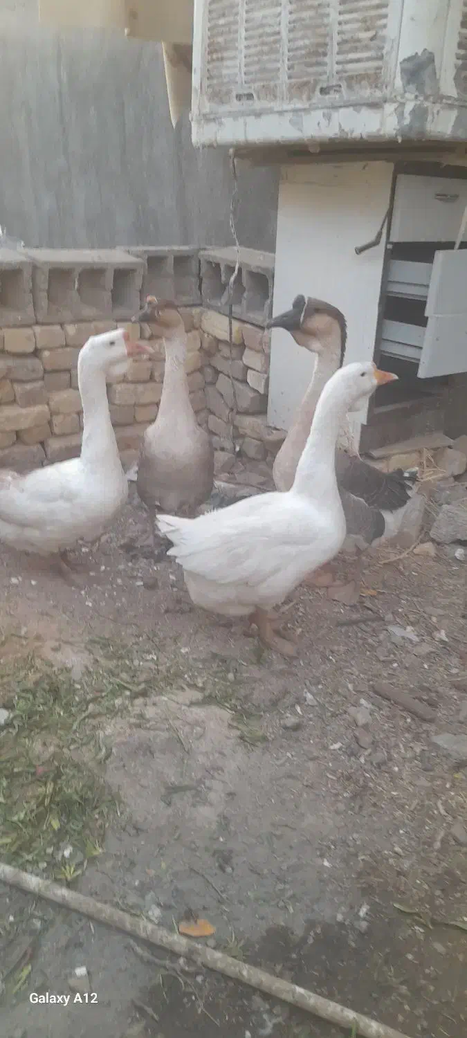 قوغاز|حیوانات مزرعه|مشهد, انصار|دیوار