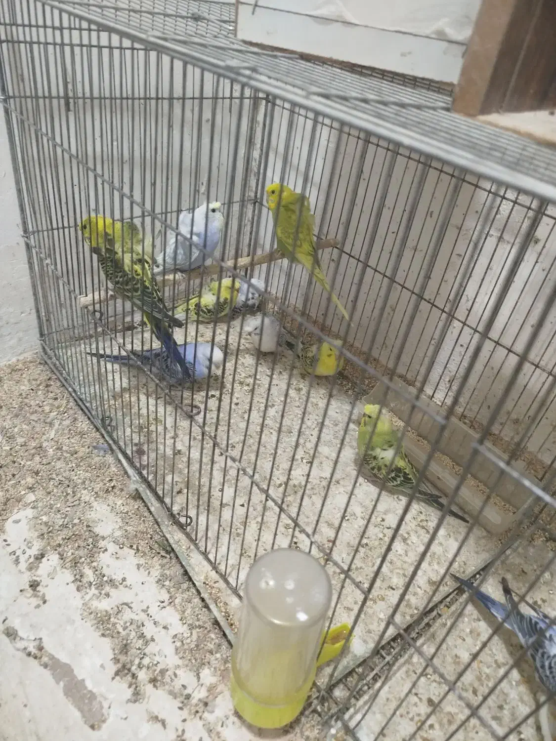 تعدادی پرنده خونگی|پرنده|جیرفت, |دیوار