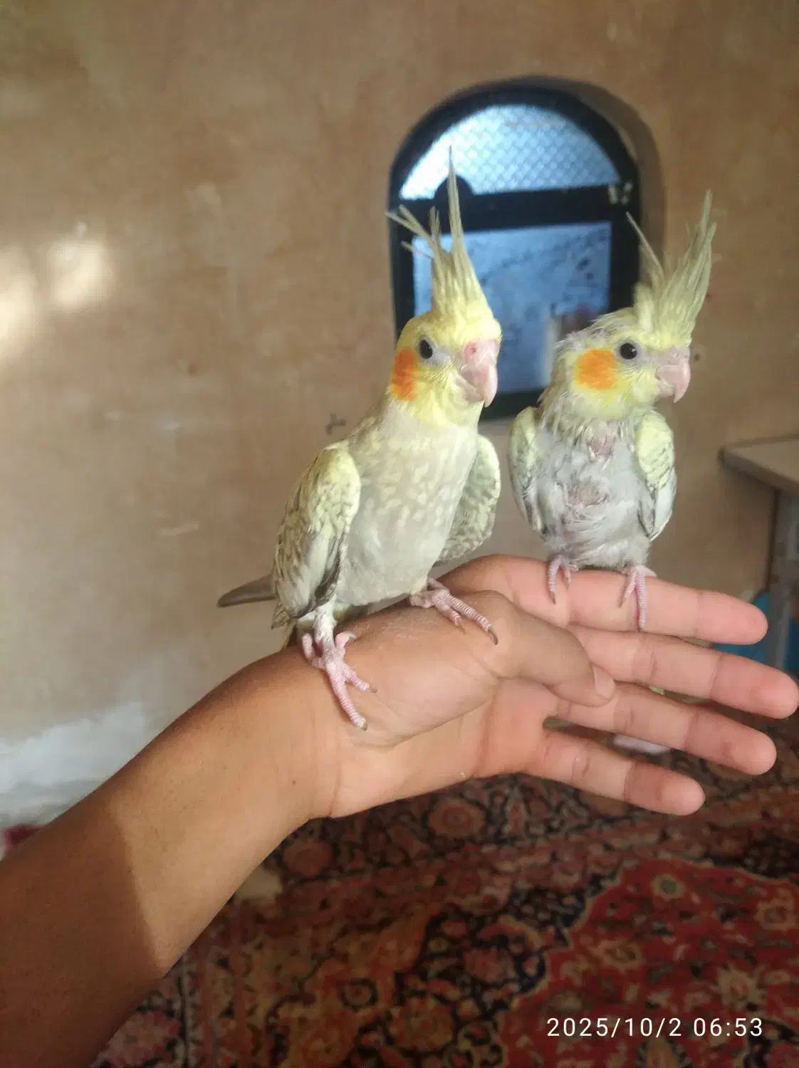 عروس هلندی|پرنده|شیراز, شهرک صنعتی|دیوار