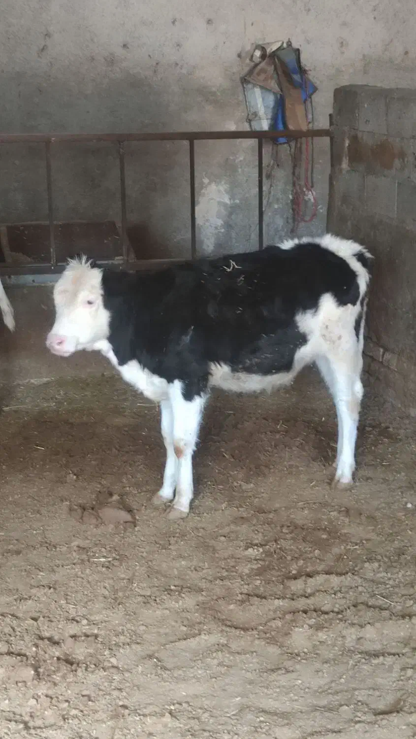 گوساله قطع شیر|حیوانات مزرعه|شیدا, |دیوار