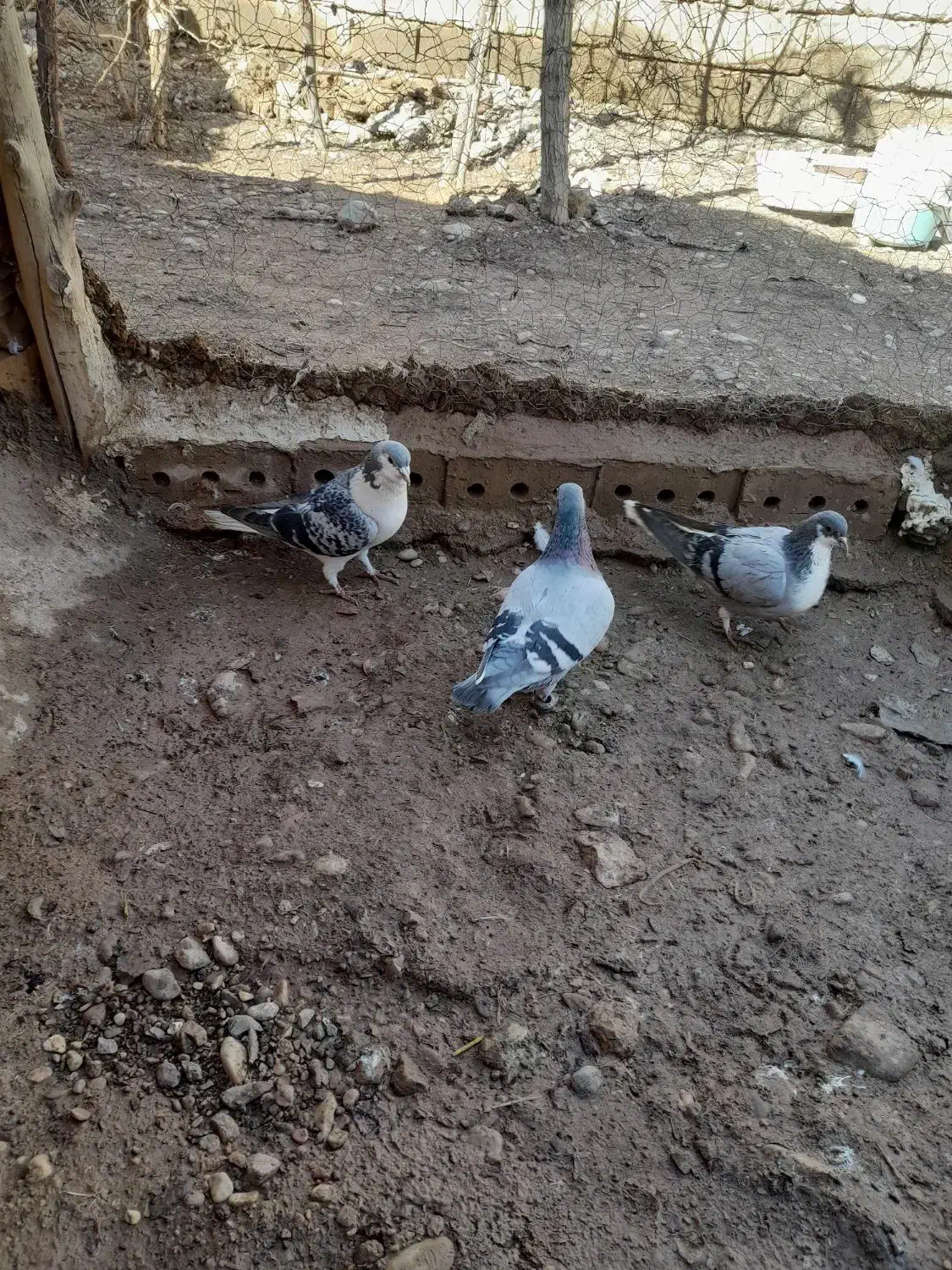 کبوتر|پرنده|فیروزه, |دیوار