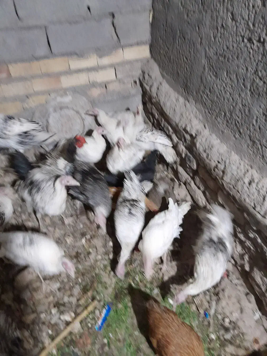 فروش.تعدادبوقلموی.امسالی|حیوانات مزرعه|بم, |دیوار