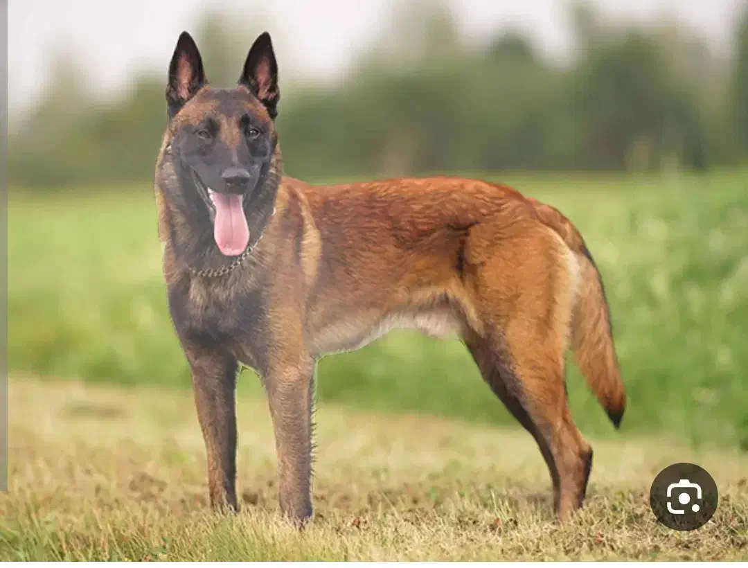 مالینیوز|سگ|جهرم, |دیوار