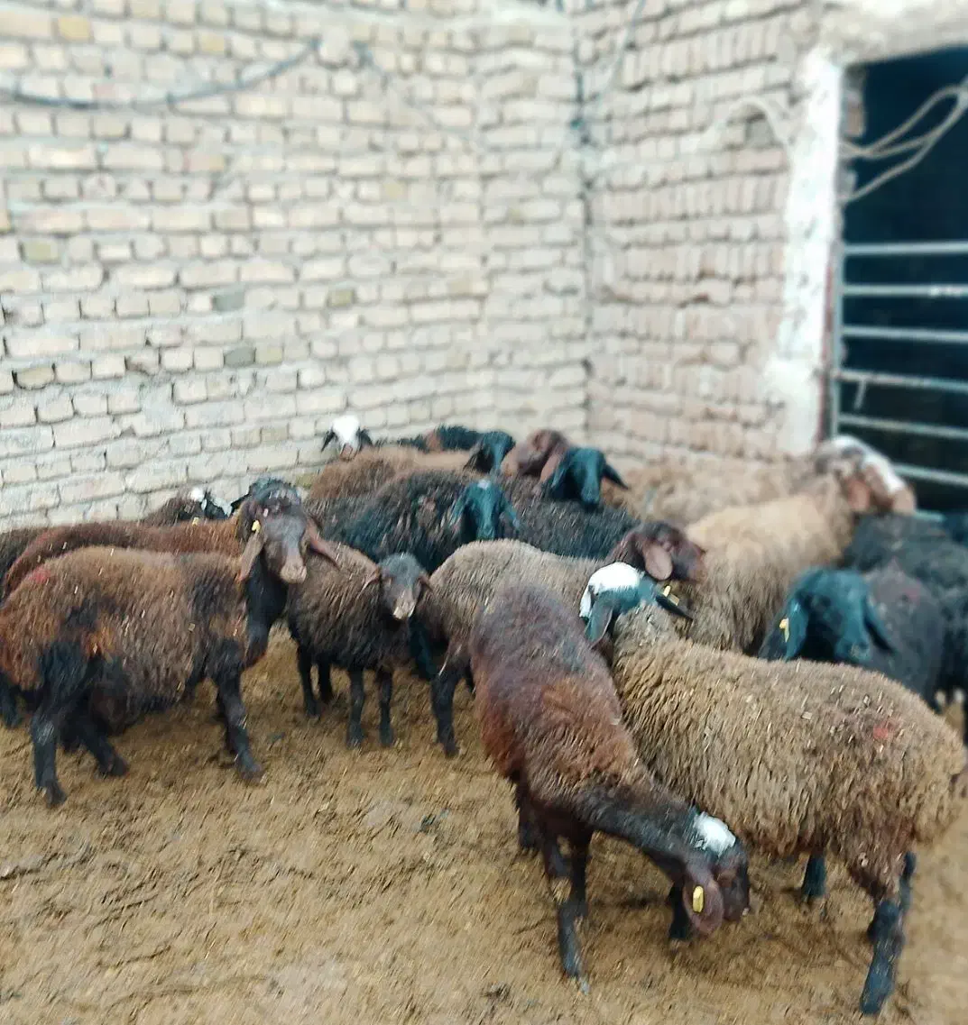 ۱۷ راس بره همه نر،اصیل مناسب نگهداری|حیوانات مزرعه|دشتابی, |دیوار