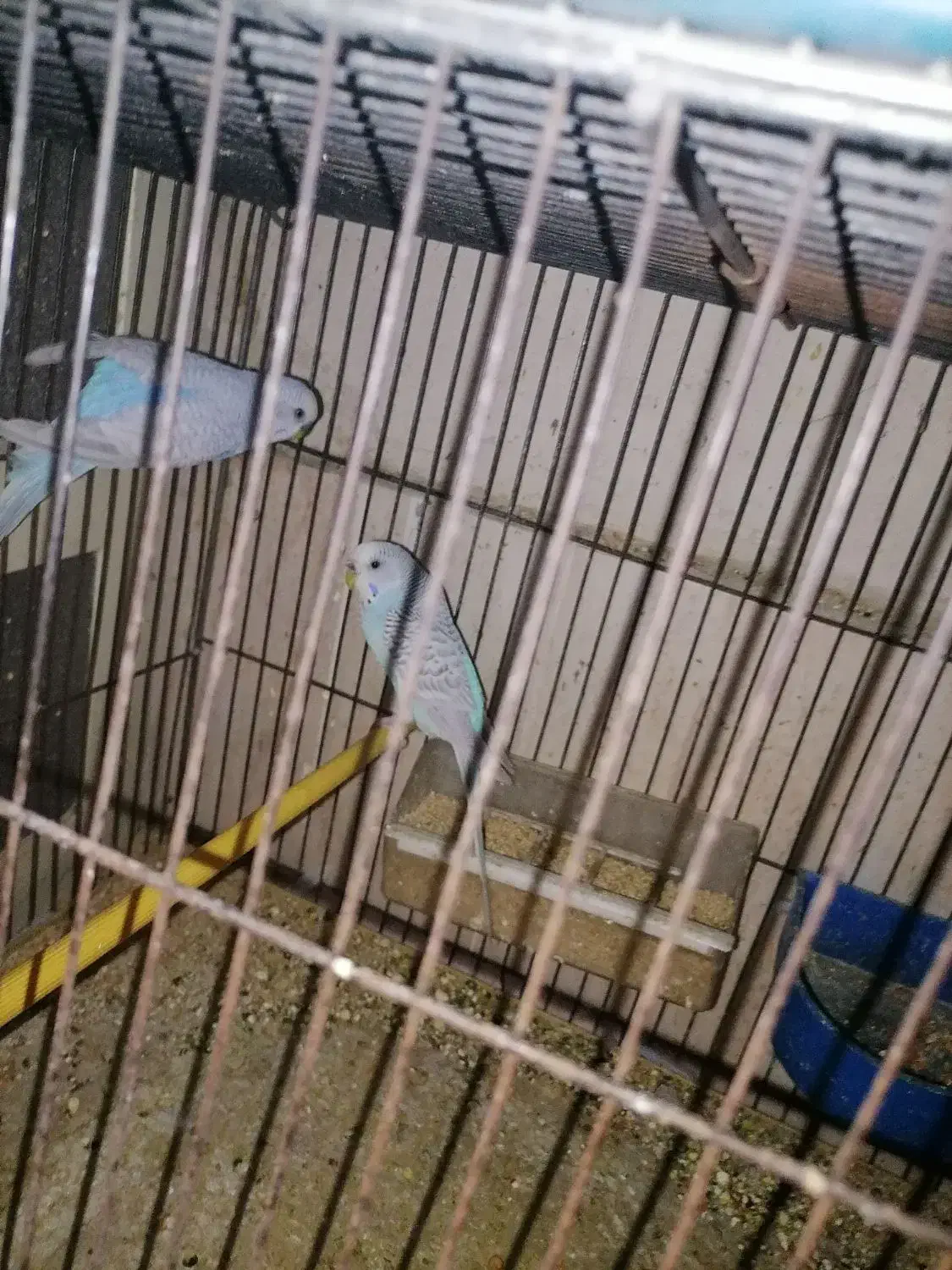 تعدادی مرغ عشق ابروبادی|پرنده|یزد, |دیوار