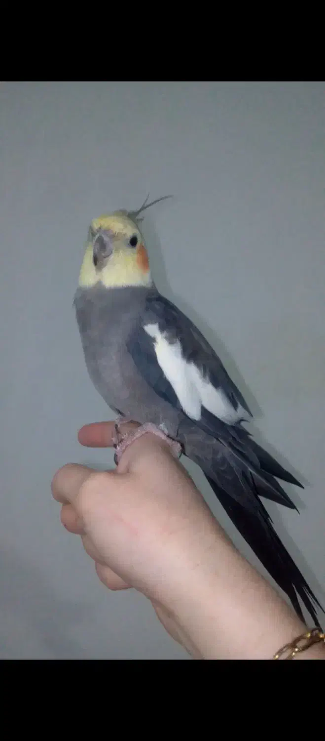 عروس هلندی|پرنده|گرمی, |دیوار