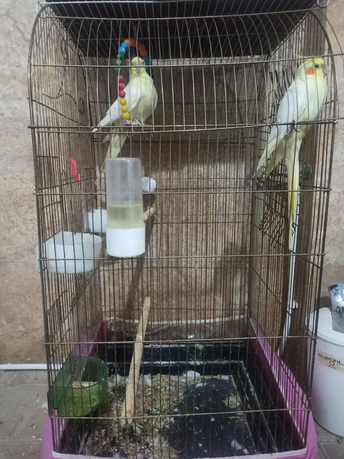 عروس هلندی با قفس|پرنده|گلبهار, شهر جدید گلبهار|دیوار