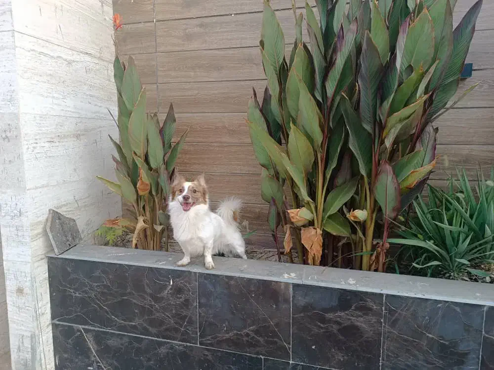 گمشده|سگ|هشتگرد, شهرک گلها|دیوار