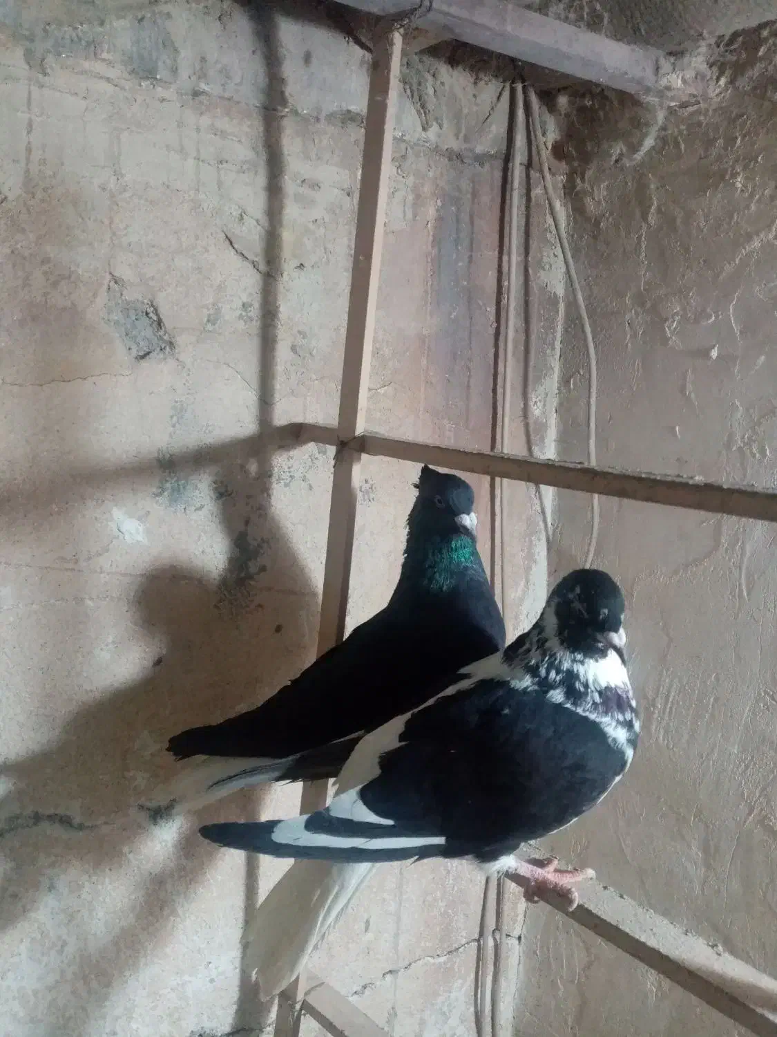 فروش رنگی|پرنده|تربتحیدریه, پائین ولایت|دیوار