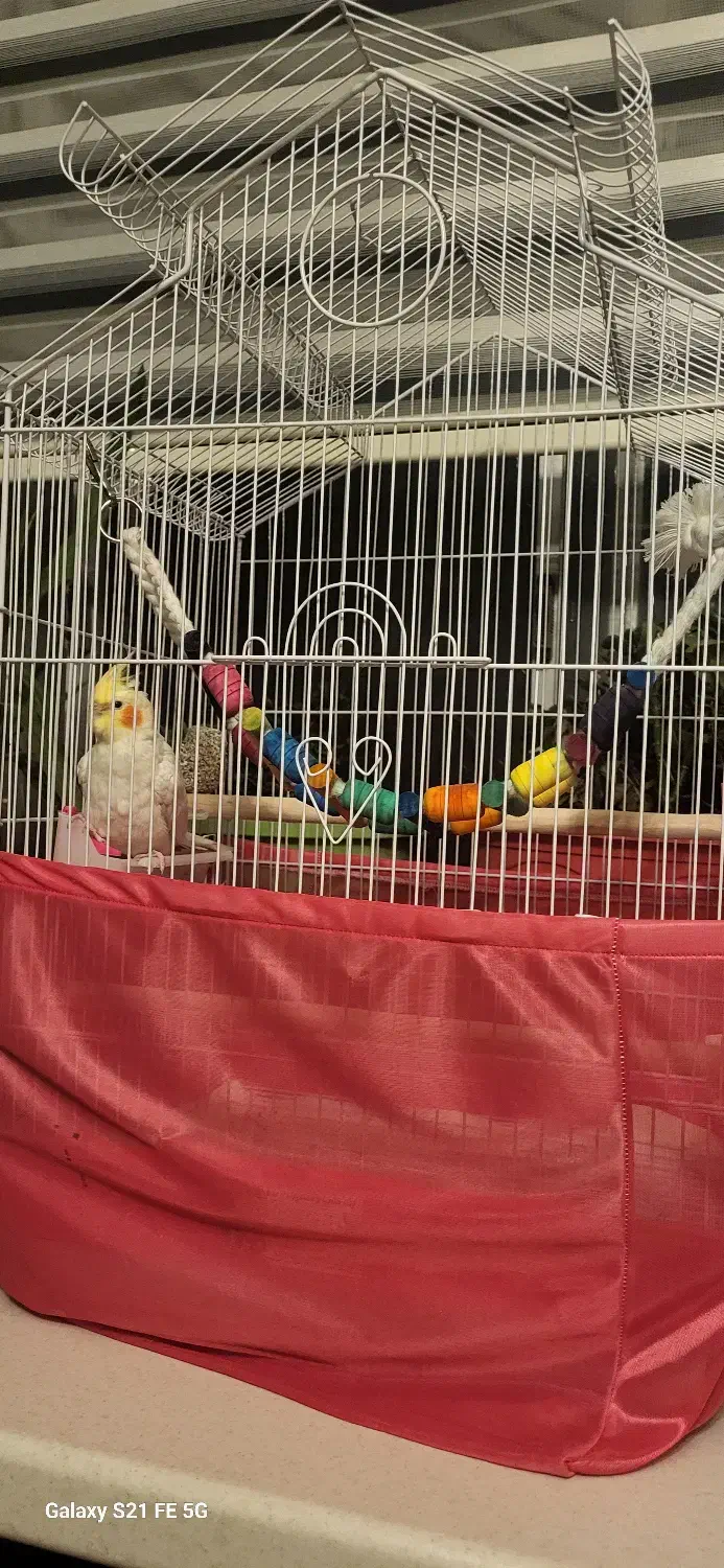 فروش عروس هلندی سخنگو|پرنده|سمنان, |دیوار