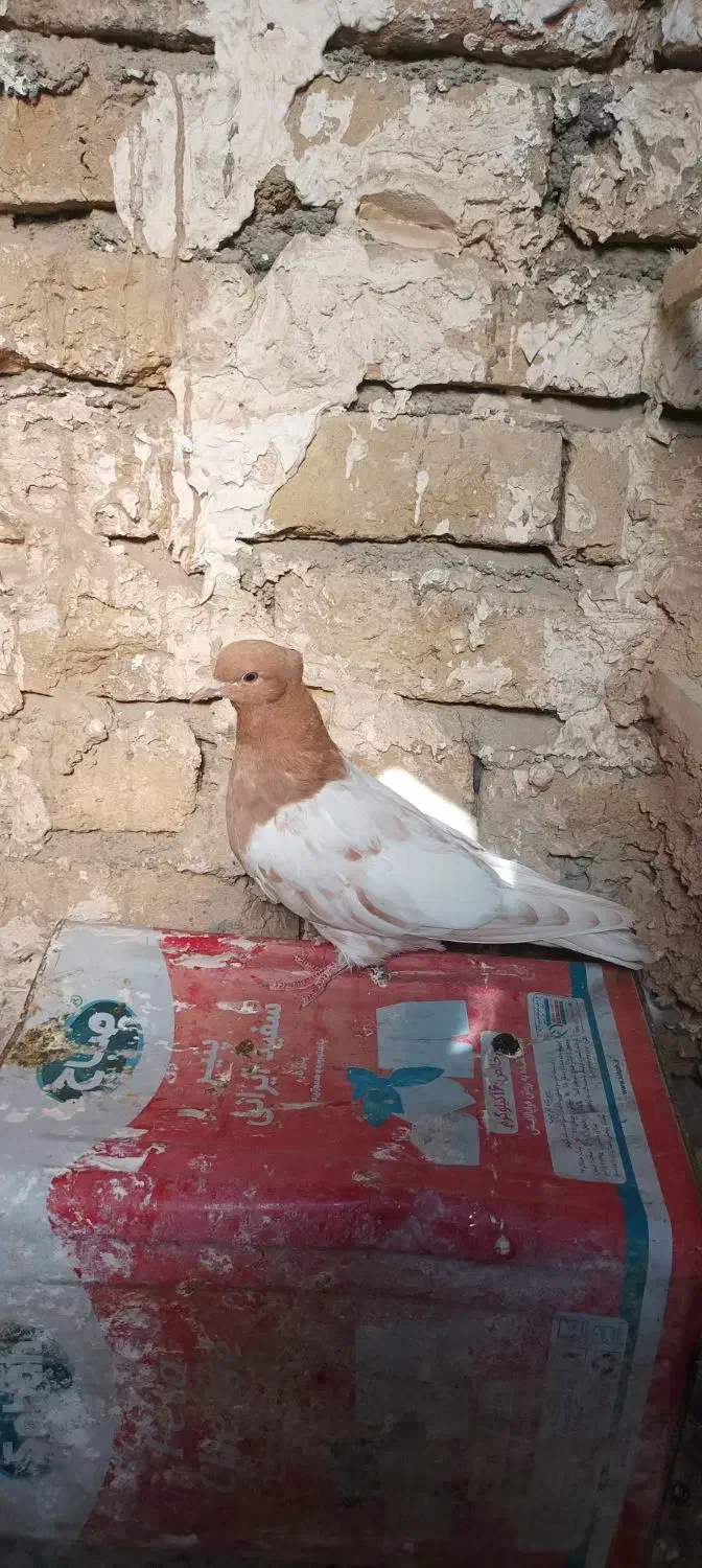 کبوتر|پرنده|مشهد, چهاربرج|دیوار