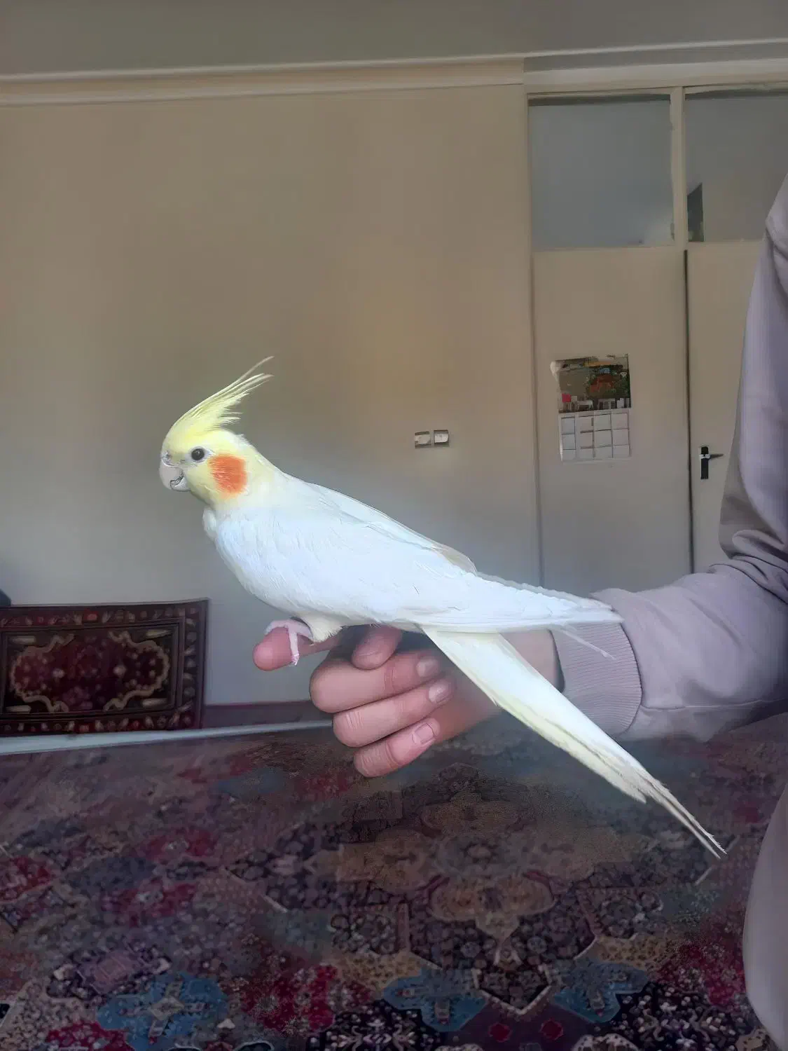 عروس هلندی لوتینو|پرنده|صائین قلعه, |دیوار