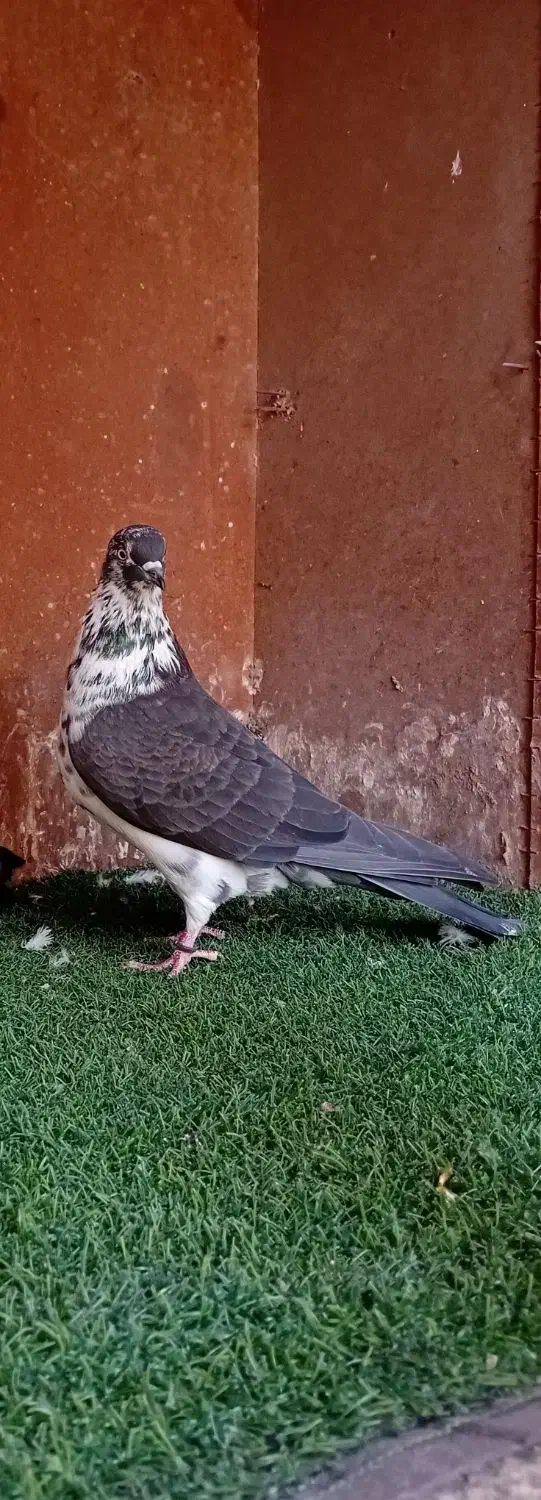 کبوتر بلند پرواز شمال( بندرگز )|پرنده|گرگان, |دیوار